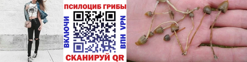 Галлюциногенные грибы Psilocybine cubensis  ОМГ ОМГ ССЫЛКА  Аркадак 